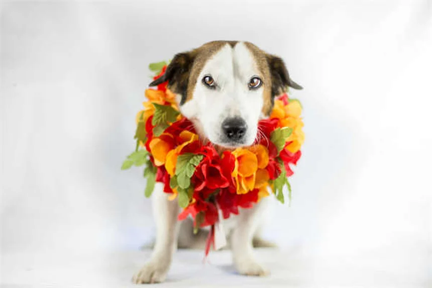 Frettchen Ohrenentzündung: Symptome & Behandlung bei Otitis