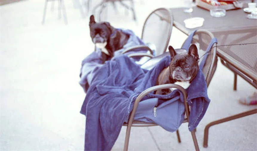 Schüchterne Hunde verstehen: 7 Tipps für mehr Selbstvertrauen